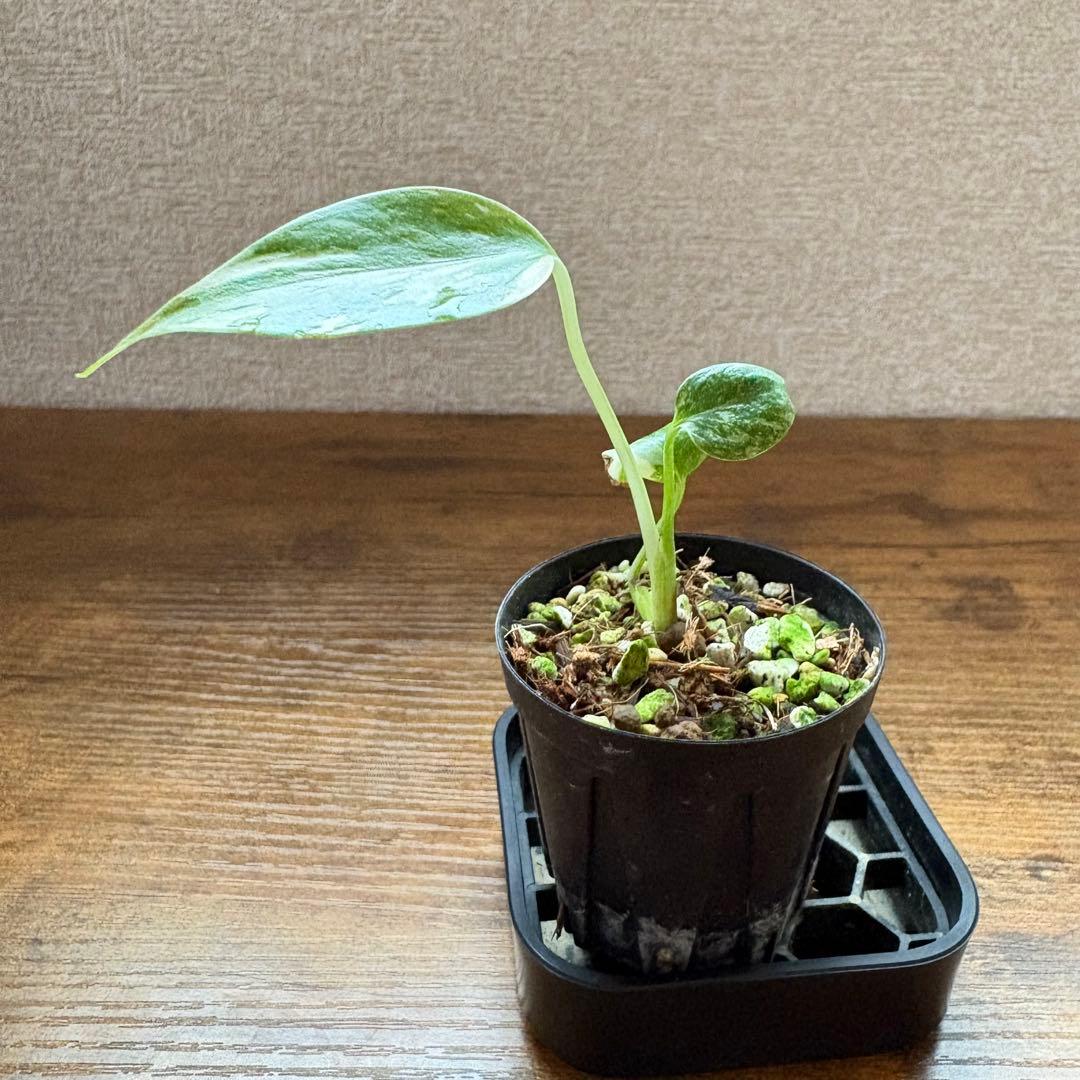 モンステラデリシオーサタイコンステレーション【鉢ごと発送】 — image 5
