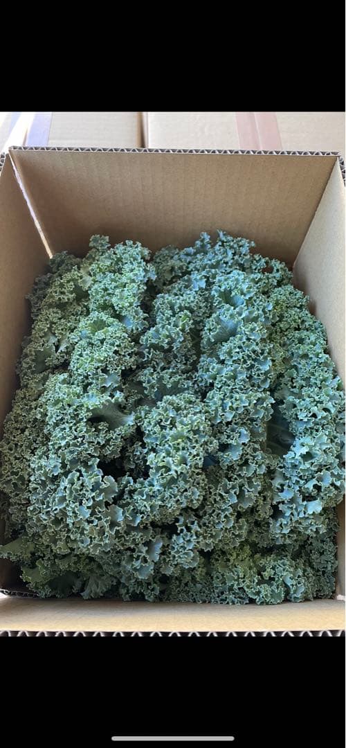 信州川上村産 サラダケール (カーリーグリーン) 1kg — image 3