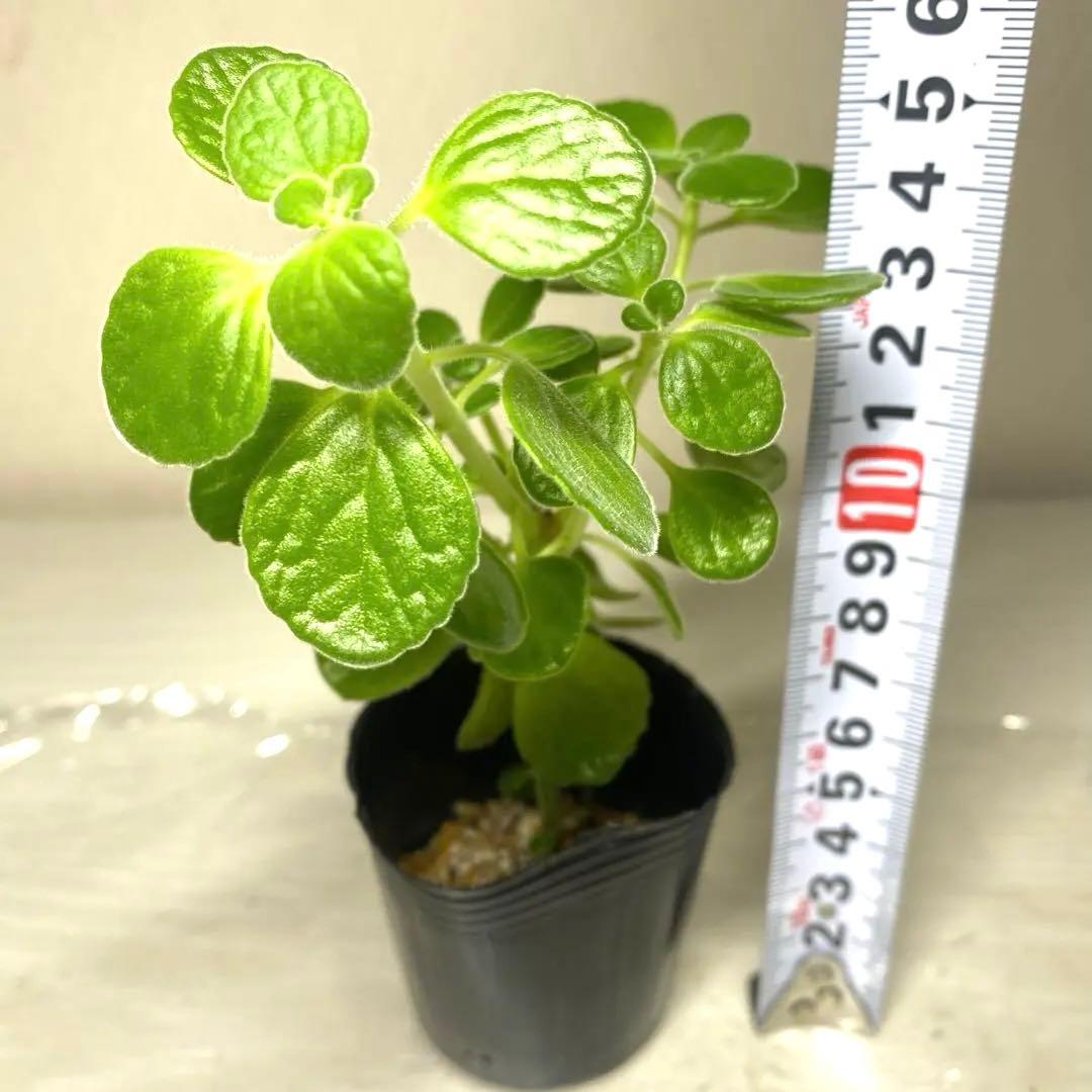 【あんしん匿名配送】アロマティカス　発根済　1株　 このお写真の苗 — image 2