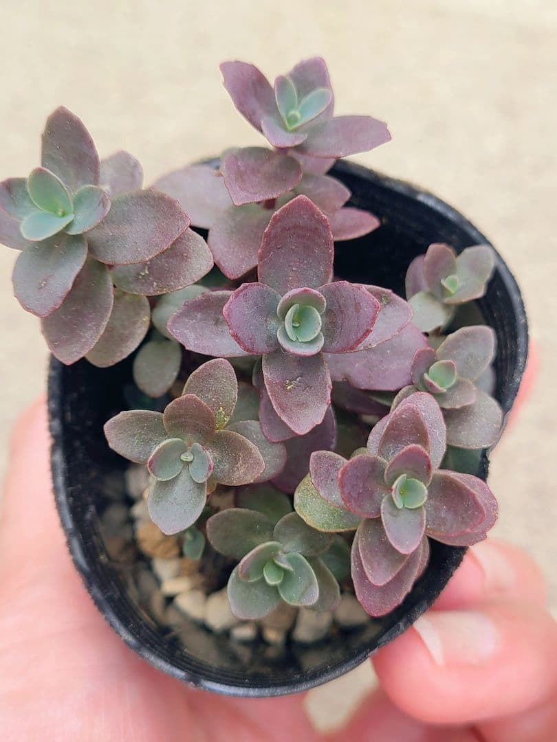 ❀セダム・ファイヤークラッカー✿*:・゜ 【7cm.pot発送！】 — image 2