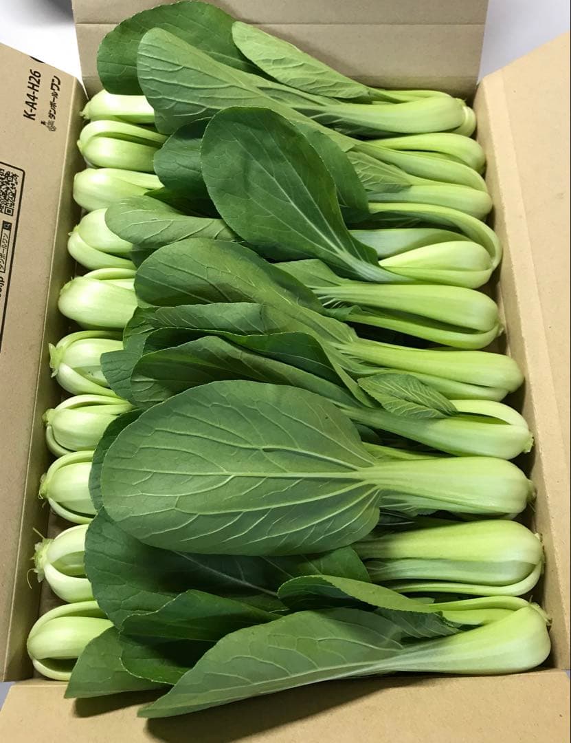 ミニチンゲンサイ 青梗菜 約500g — image 2