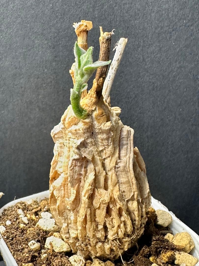 特選マテレア シクロフィラ Matelea cyclophylla 発根済み二株 — image 3