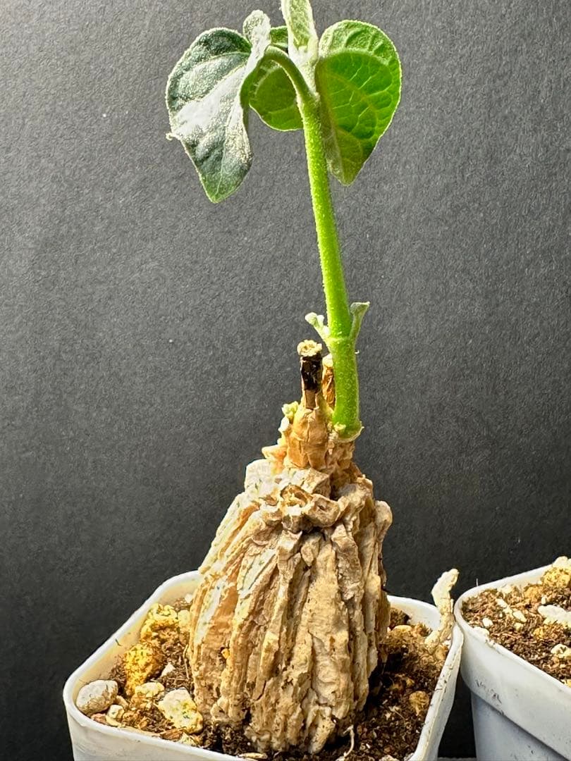 特選マテレア シクロフィラ Matelea cyclophylla 発根済み二株 — image 5