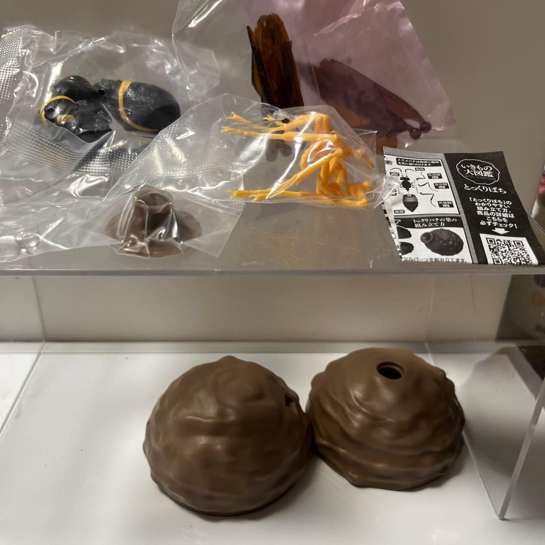 いきもの大図鑑とっくりばちミカドトックリバチ — image 4