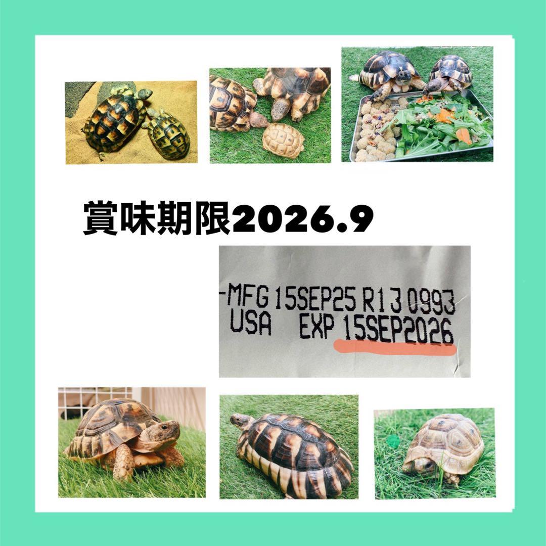 リクガメフード マズリ おまけ、商品説明書つき！！！ — image 4