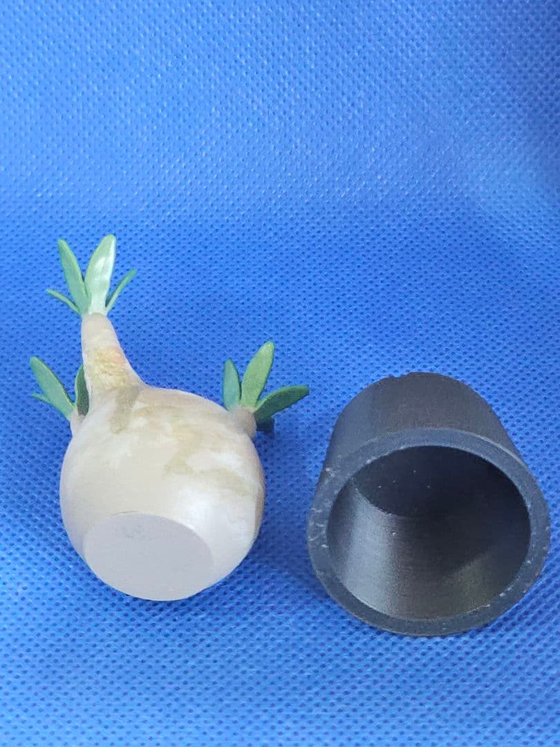 パキポディウム　グラキリス　植物型フィギュア 鉢付き 高さ約7cm — image 5