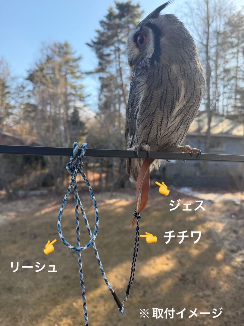 ザイルリーシュ（猛禽類フクロウ用） — image 5