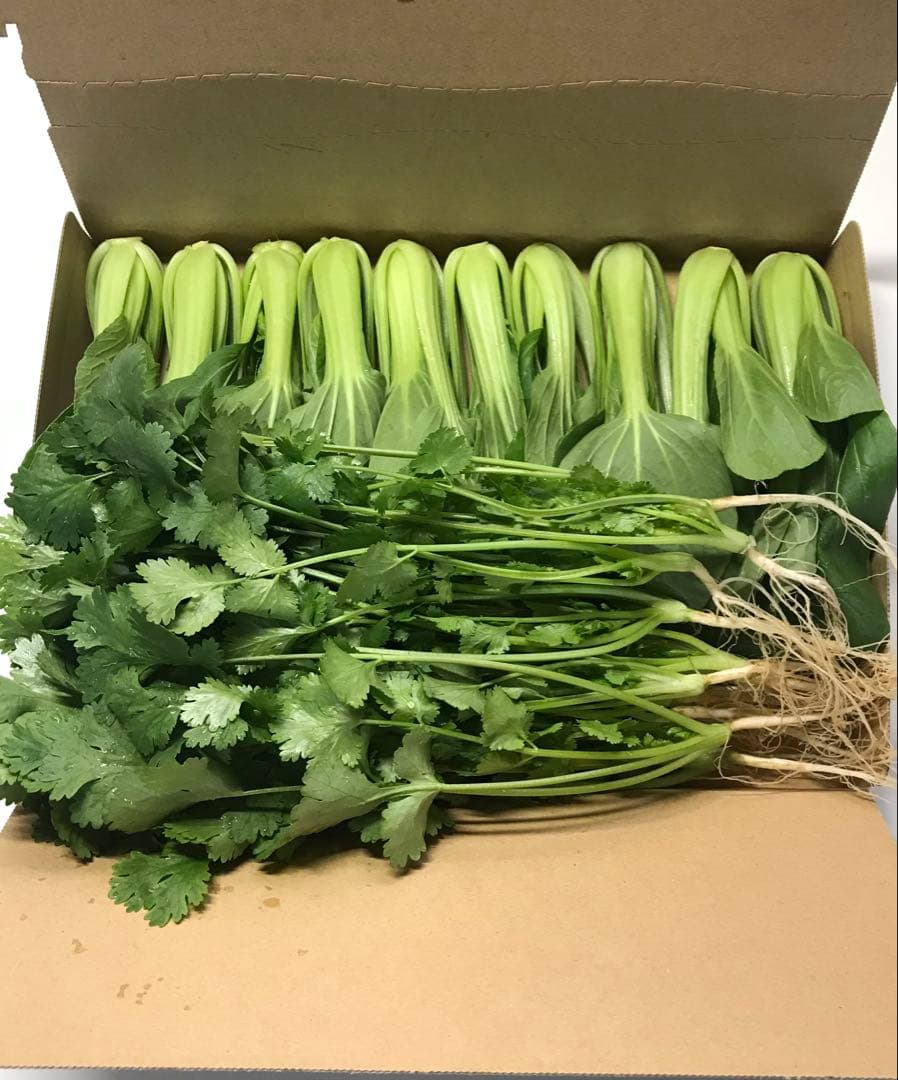 ミニ青梗菜とパクチーのセット — image 3