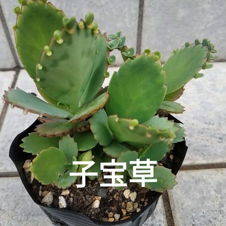 az様 リクエスト 2点 まとめ商品 — image 2