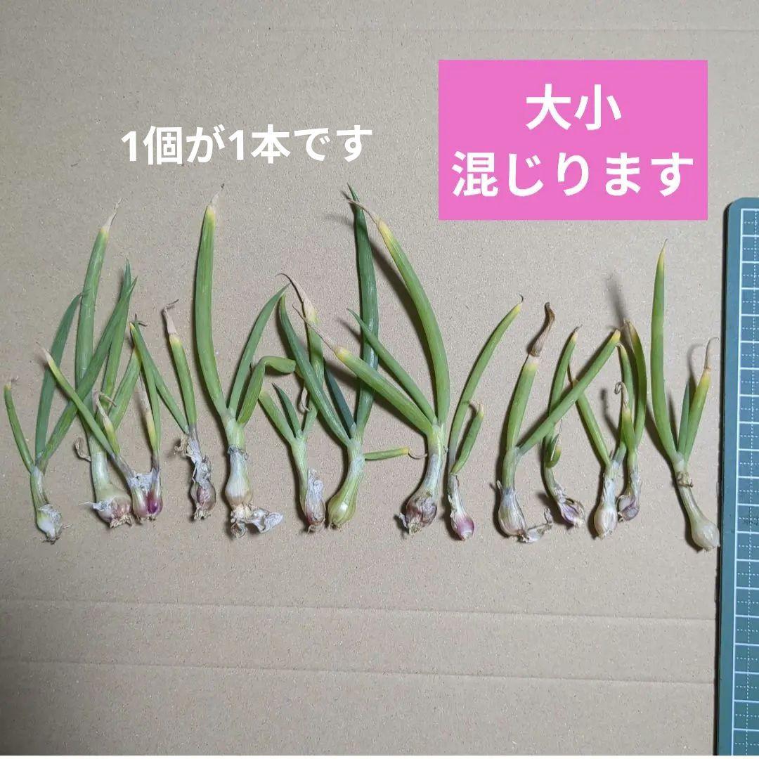 【やぐらねぎ珠芽100個簡単栽培、増殖可能家庭菜園に】 — image 2