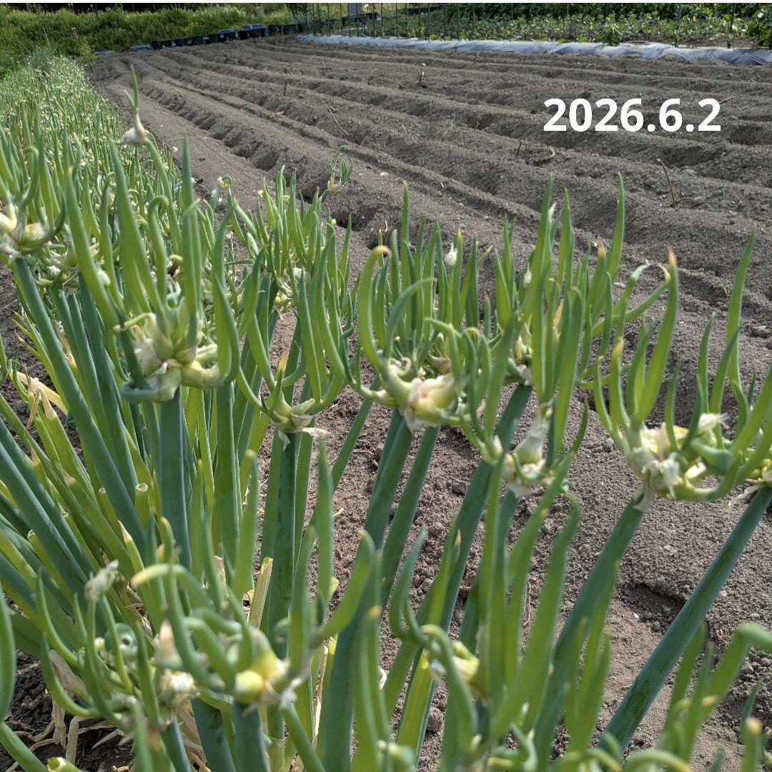 【やぐらねぎ珠芽100個簡単栽培、増殖可能家庭菜園に】 — image 3