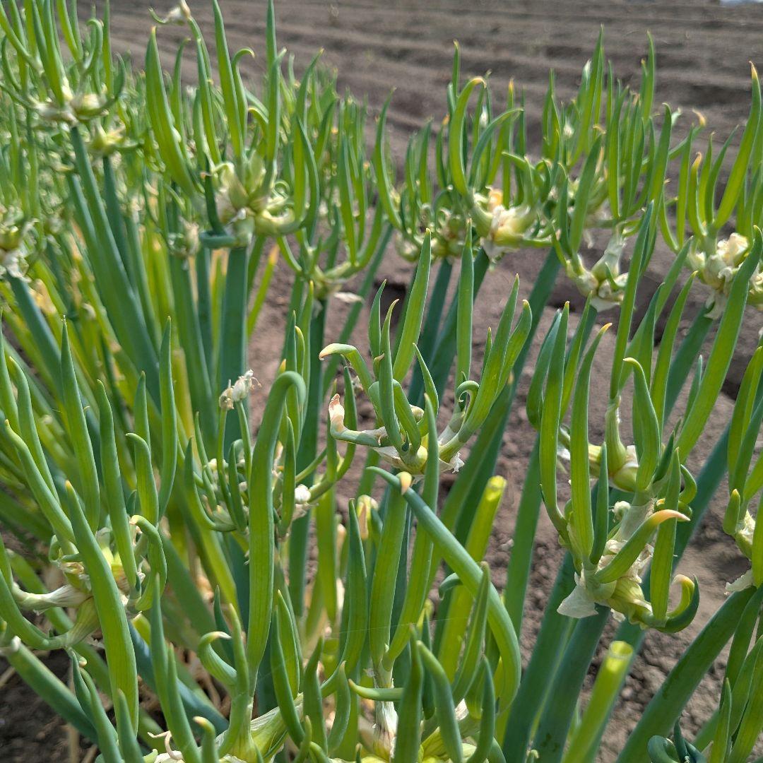 【やぐらねぎ珠芽100個簡単栽培、増殖可能家庭菜園に】 — image 4