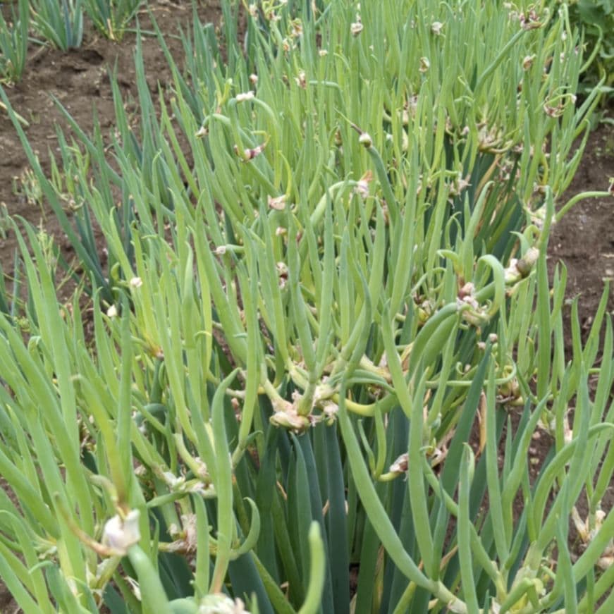 【やぐらねぎ珠芽100個簡単栽培、増殖可能家庭菜園に】 — image 5