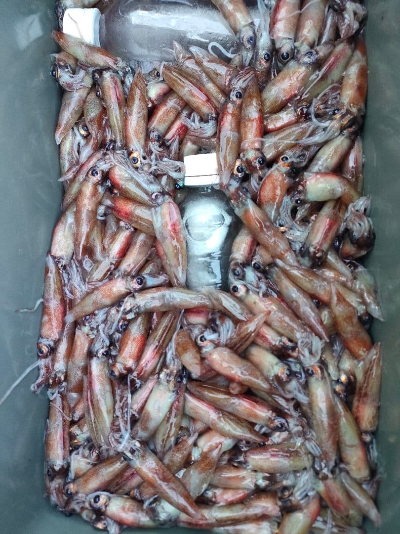 釣餌 ホタルイカ 6月 蛍烏賊 富山　200g×8 1.6kg — image 3