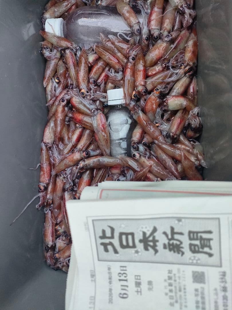 釣餌 ホタルイカ 6月 蛍烏賊 富山　200g×8 1.6kg — image 4
