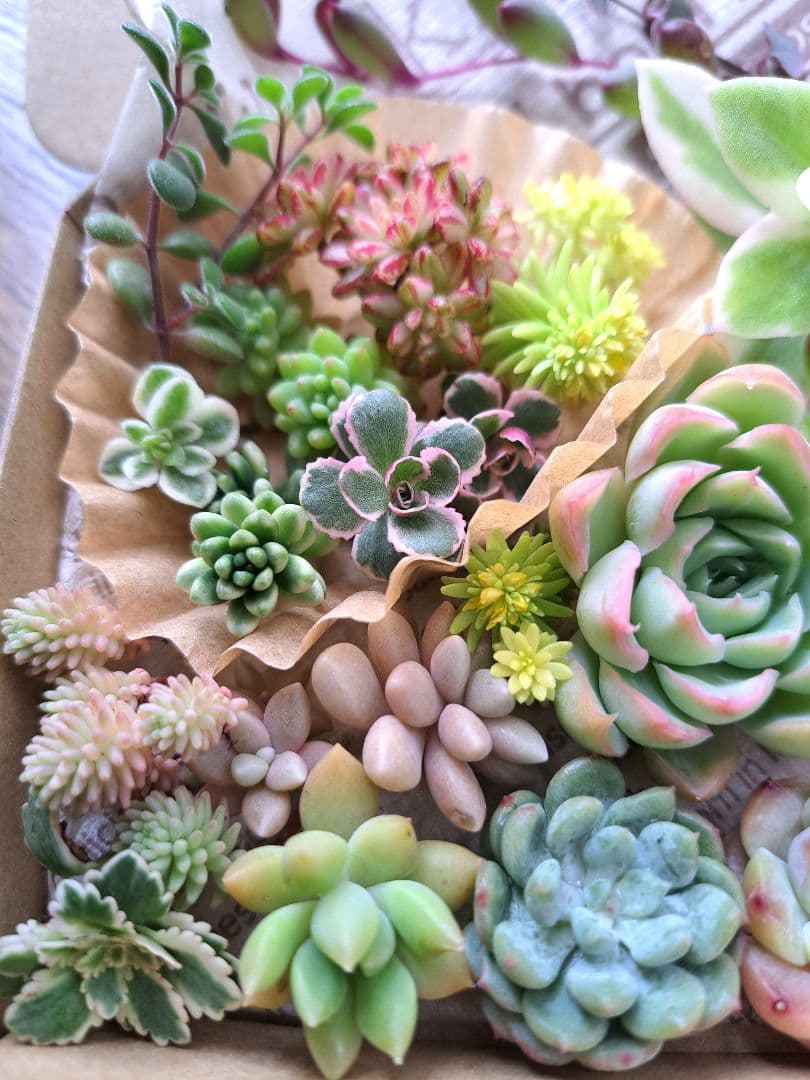 専用です — image 3