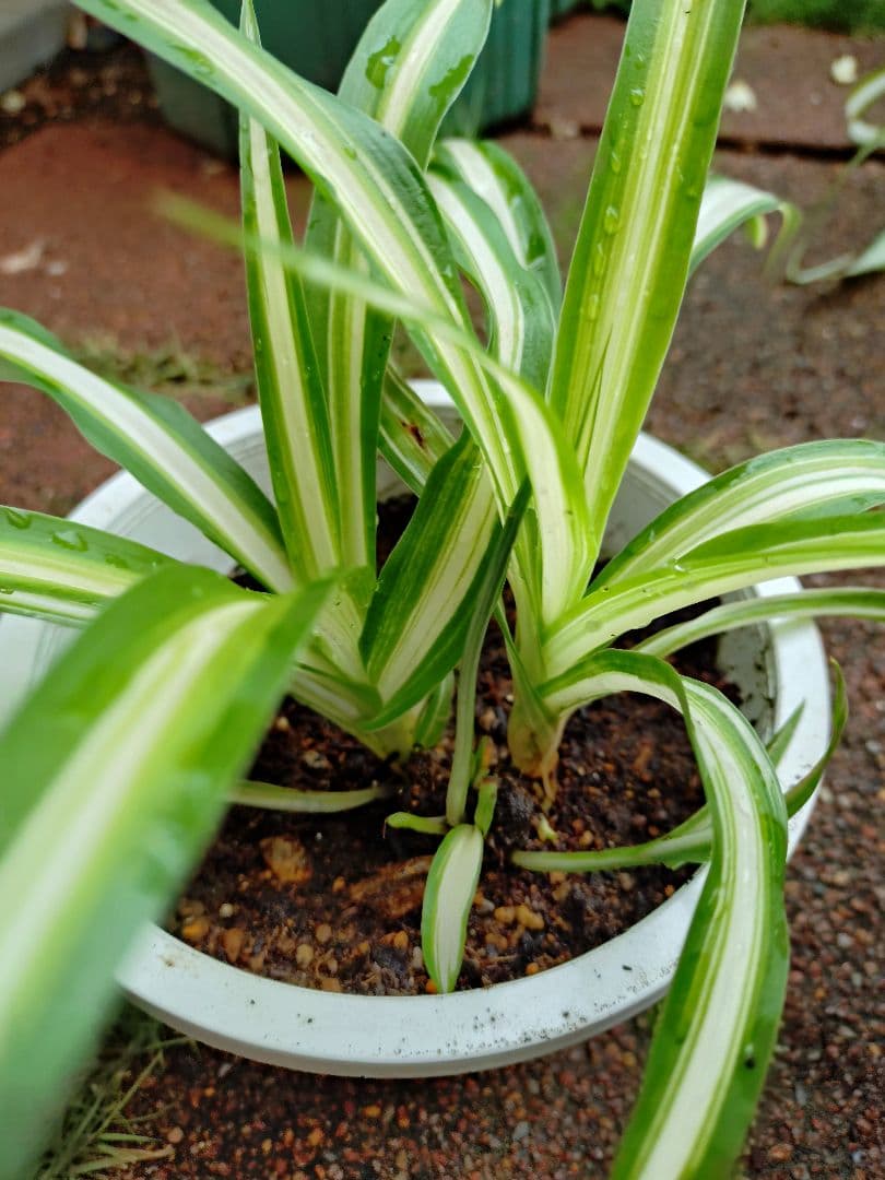オリヅルラン 2鉢分セット　 内斑2苗と青葉1苗　計3苗　オリズルラン　観葉植物 — image 2