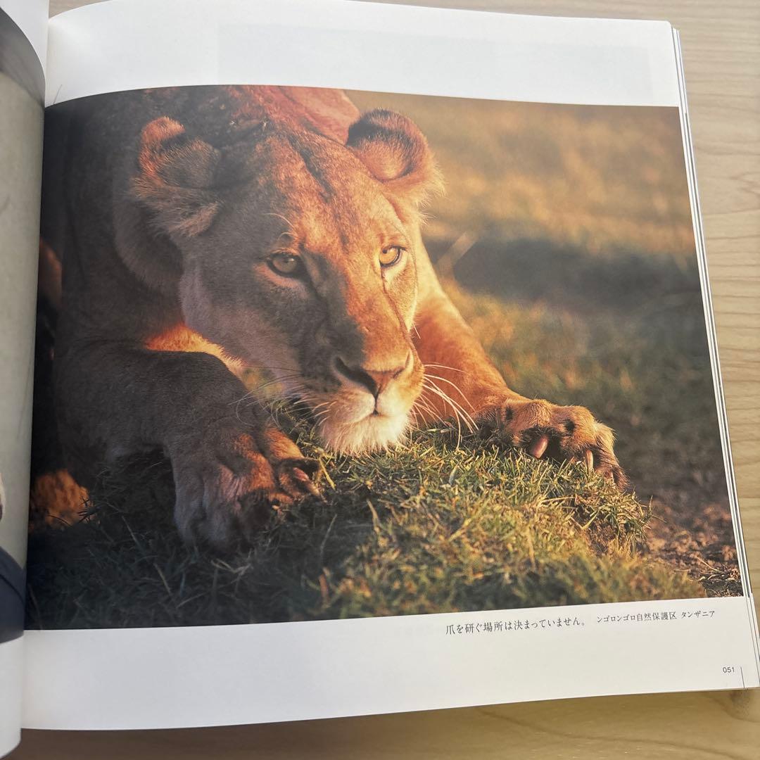 ネコライオン 猫とライオンの写真集 — image 3