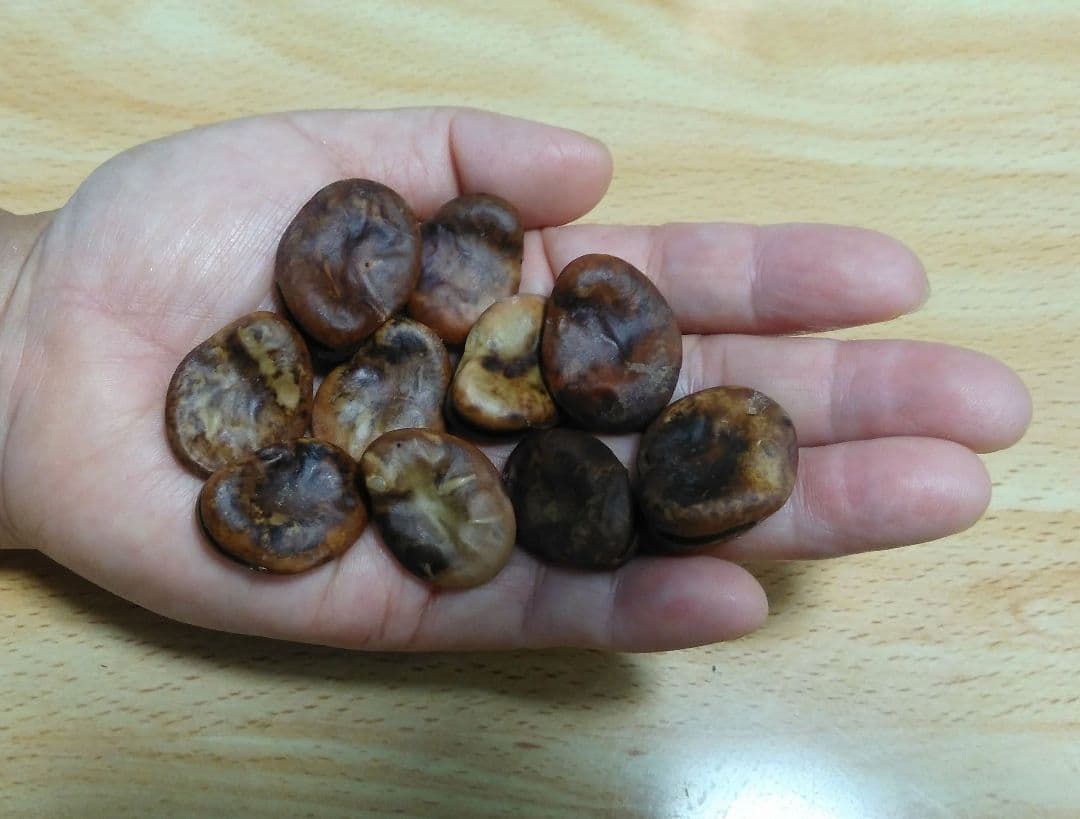 ジャンボそら豆の種　２０粒 — image 2