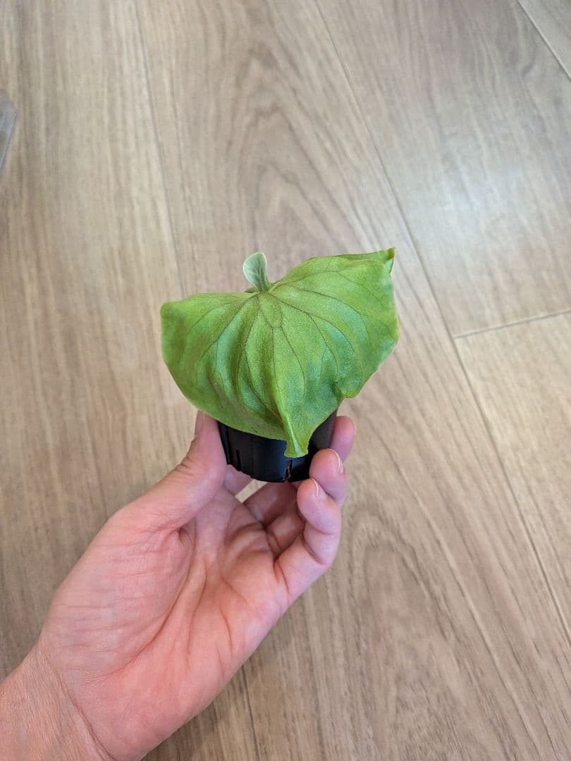 リドレイ ワイルド｜常湿化済｜鉢上げ株｜育成ガイド付き｜第4種郵便 — image 3
