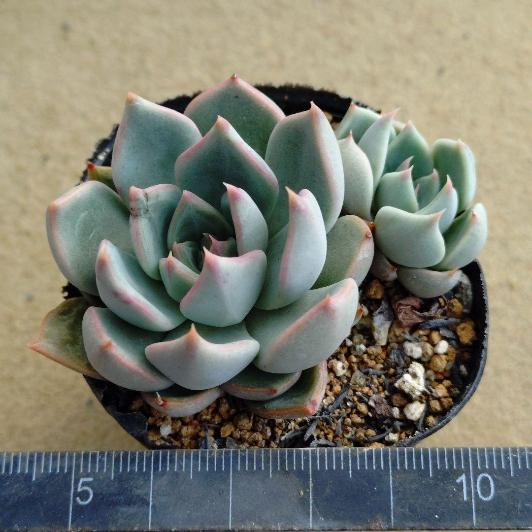 ストリクチフローラノヴァ×tobarensis,Tobar 多肉植物 抜き苗うに — image 3