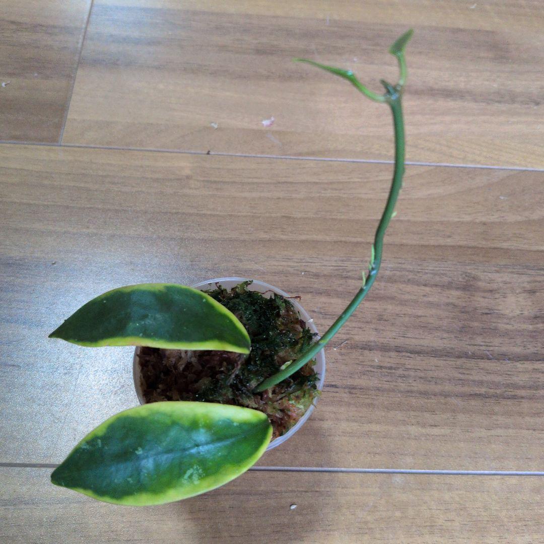 Hoya diversifolia ’Albomarginata’ — image 2