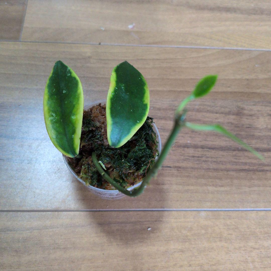 Hoya diversifolia ’Albomarginata’ — image 3