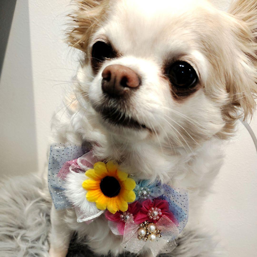 ☆ 犬 ペット トリミングチョーカー トリミングリボン 誕生日 向日葵 花 — image 2