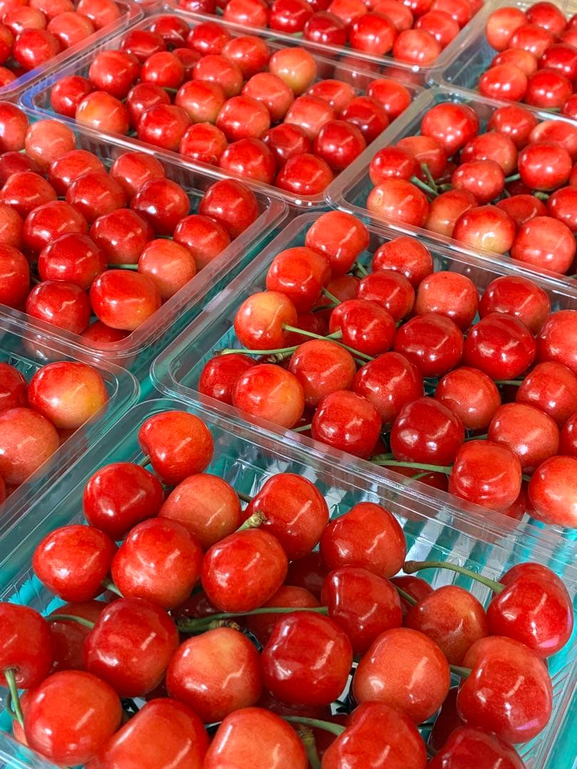 【山形県産】朝採りさくらんぼ紅秀峰1kg（500g×2） — image 2