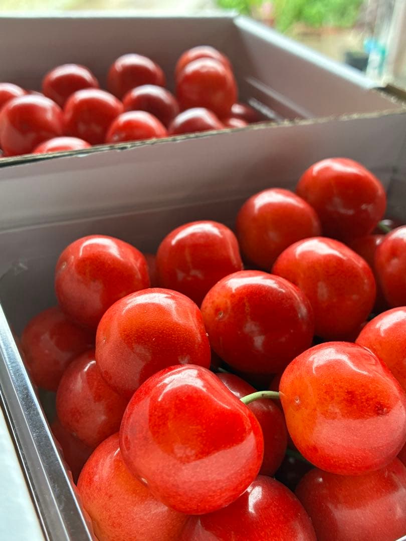 【山形県産】朝採りさくらんぼ紅秀峰1kg（500g×2） — image 3