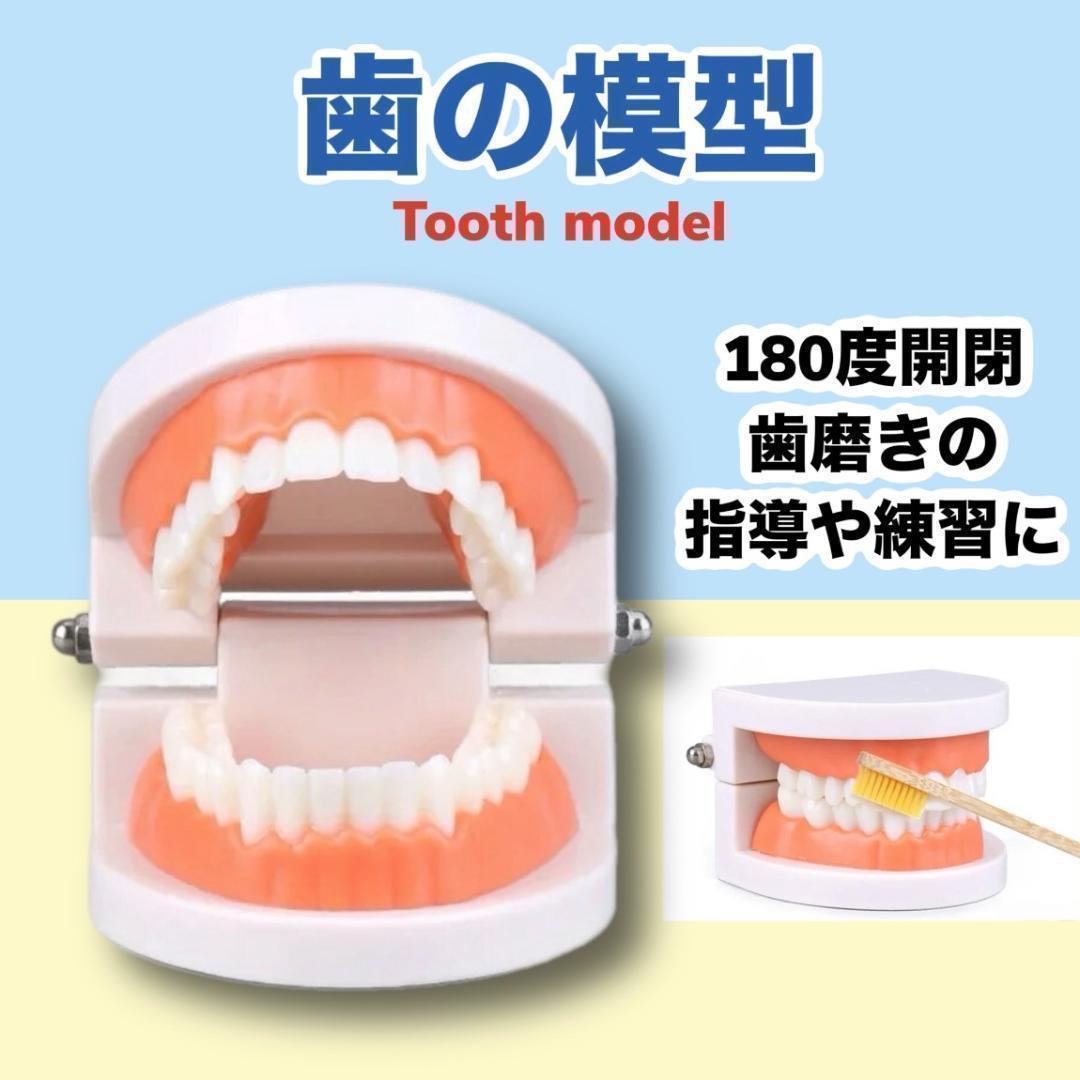 再入荷❣️ 歯の模型 歯磨きの練習 モンテッソーリ 歯医者 知育玩具 幼児教育 — image 2