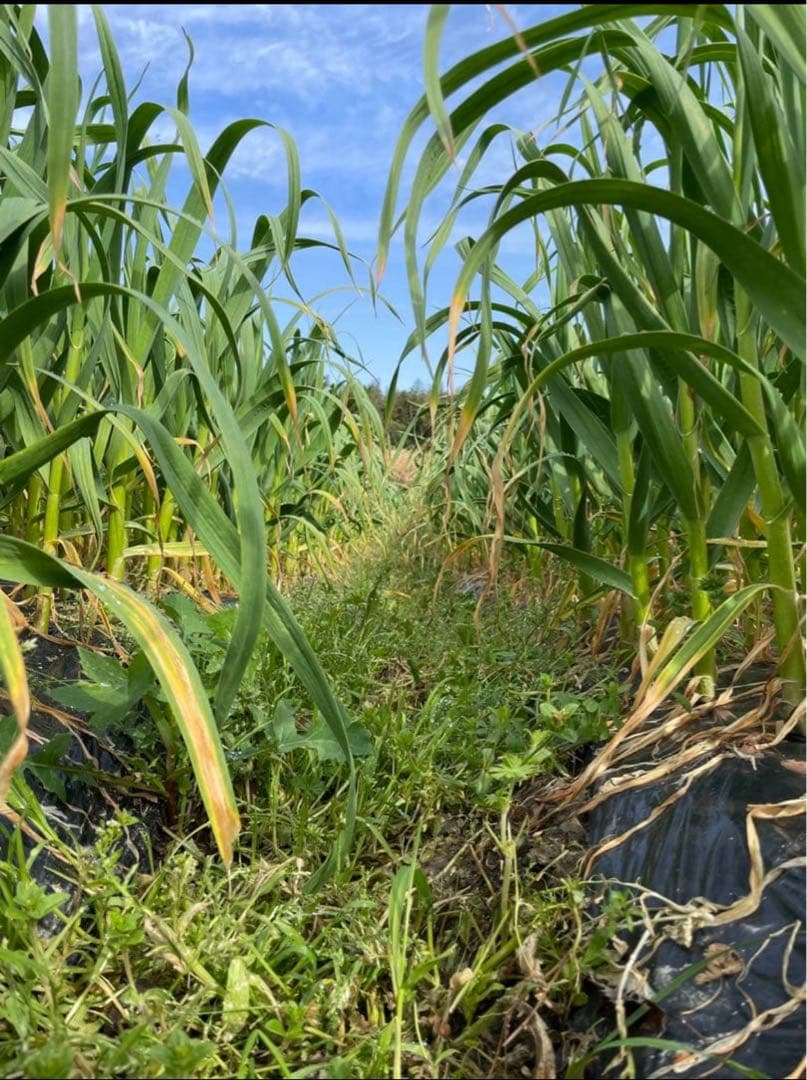 奈良県産自然栽培乾燥ニンニク1.4kg — image 2