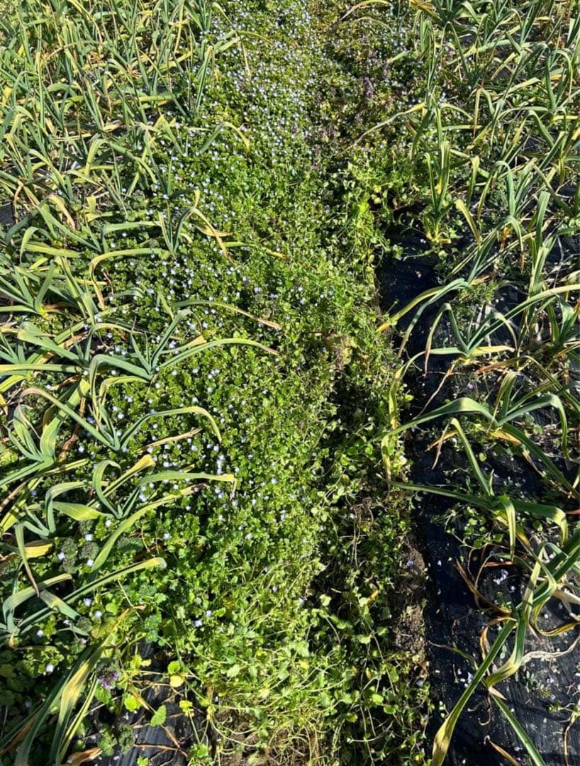 奈良県産自然栽培乾燥ニンニク1.4kg — image 3