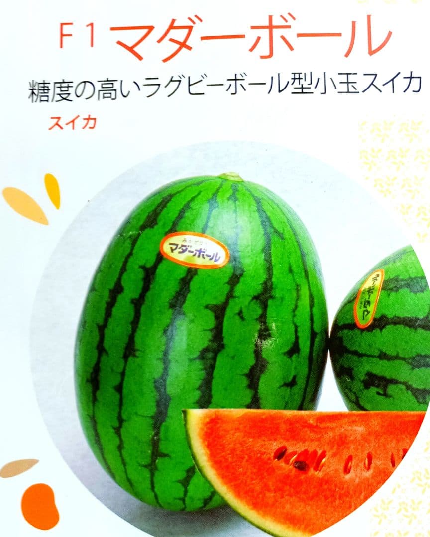 スイカ苗　2苗　マダーボール　希少価値の自家採種苗 — image 2