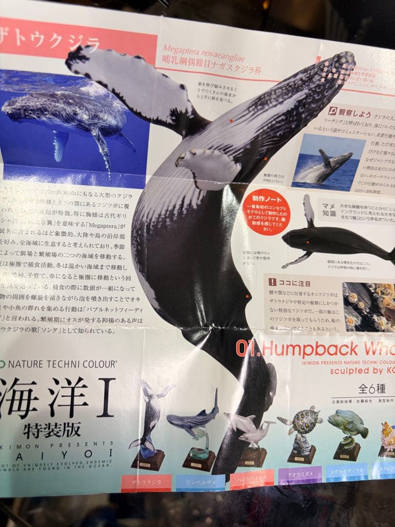 NATURE TECHNI COLOUR 海洋I 特装版 ザトウクジラ — image 3