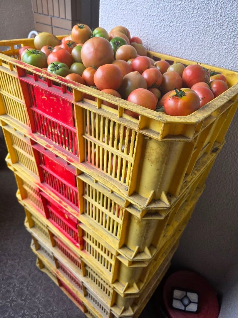 急募　熊本県産訳ありトマト5キロ(色味指定できません) — image 4