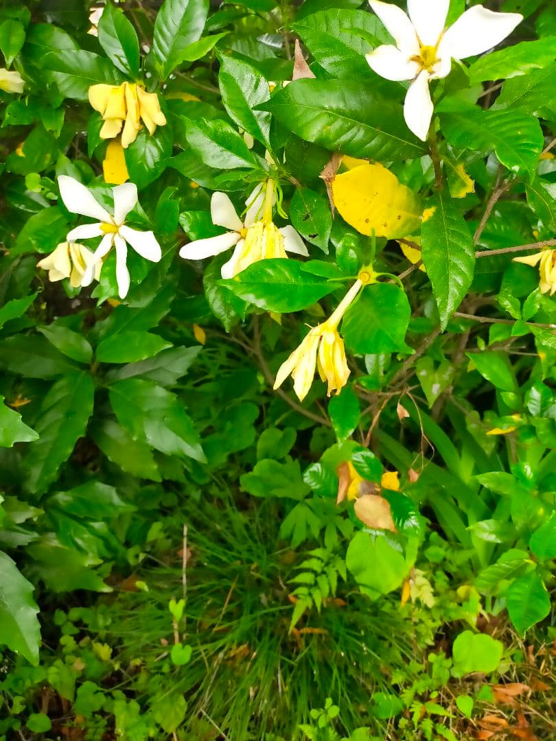 クチナシの花 — image 2