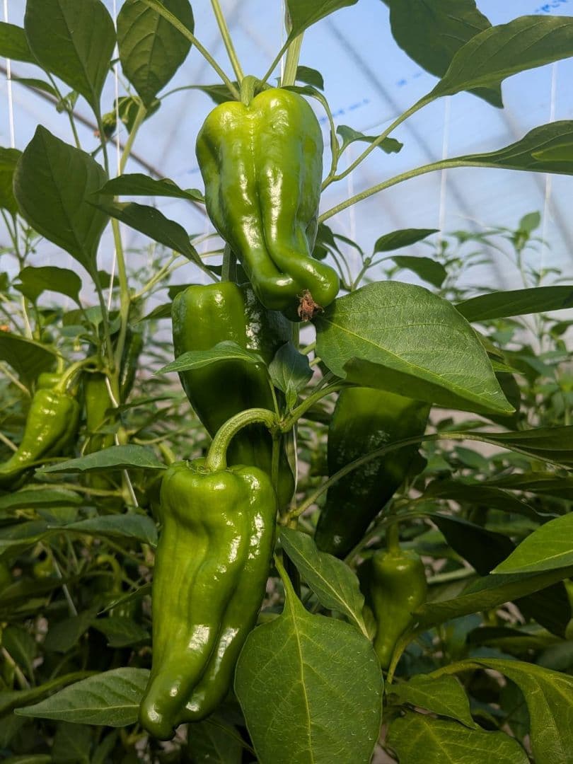【農家直送】 茨城県産ピーマン　約1.3kg　60サイズ箱　規格外　鮮度◎ — image 3