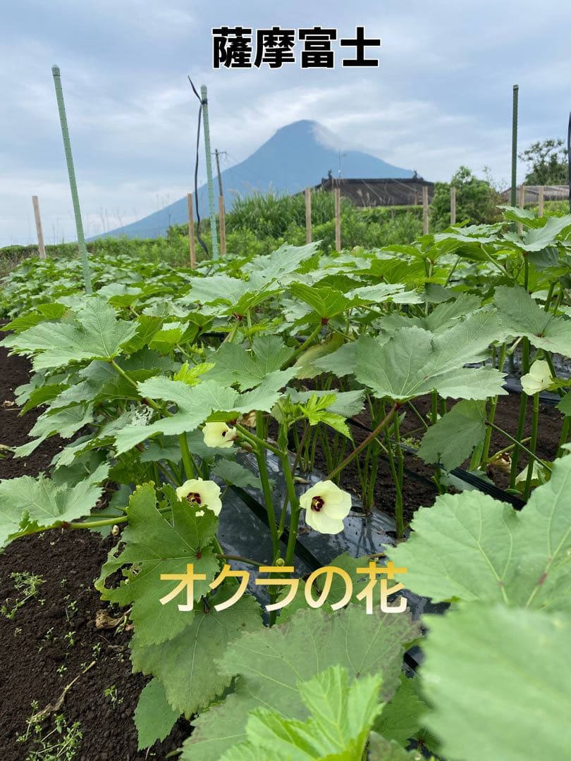 【訳あり】鹿児島県指宿産　朝採れオクラ50本　混合品 — image 2