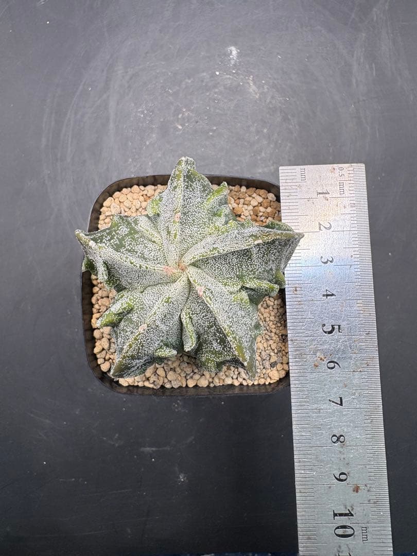 複隆ランポー　アストロフィツム　サボテン — image 4