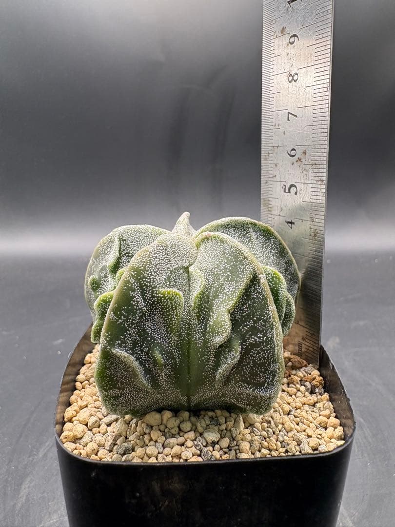 複隆ランポー　アストロフィツム　サボテン — image 5