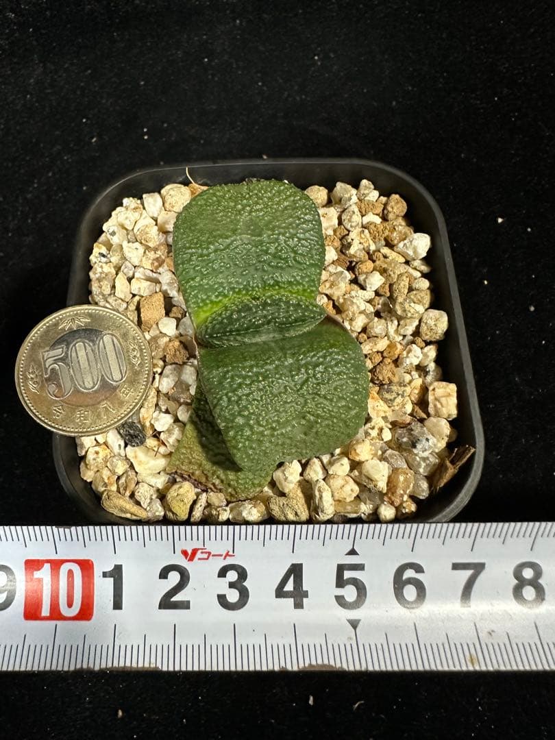 【ガステリア・ザラ肌臥牛　子株付き】 — image 5