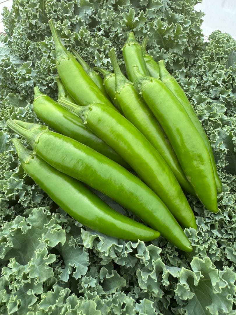 【群馬県産】ハラペーニョ500g — image 2