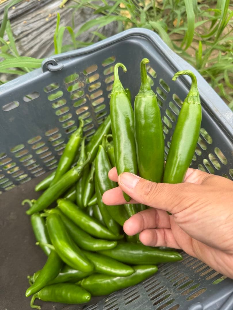 【群馬県産】ハラペーニョ500g — image 4