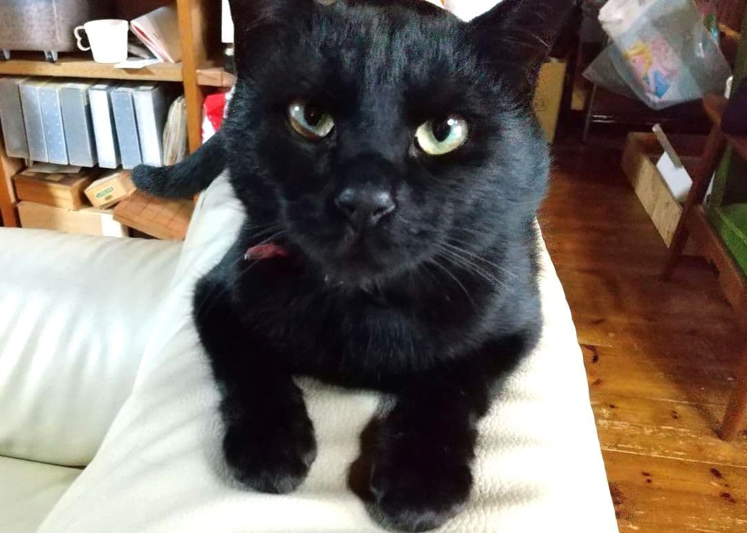 黒猫５選／プリント — image 3