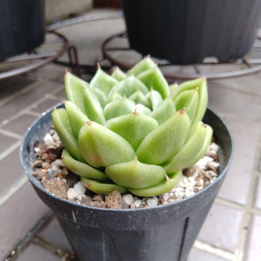 雪峰錦　설봉금 variegated — image 2