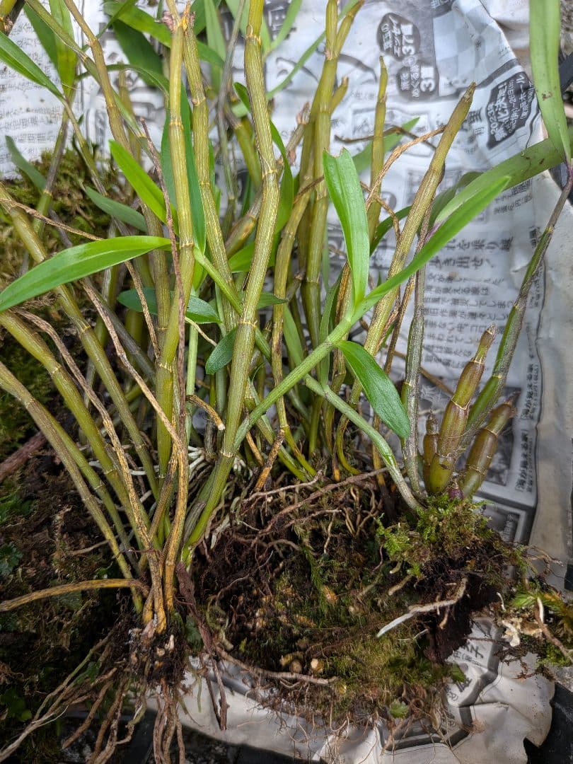 山野草、ラン科植物、着生ラン [ セッコク ] ５塊 — image 3