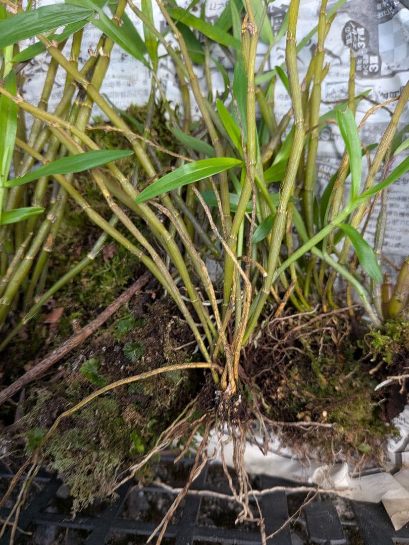 山野草、ラン科植物、着生ラン [ セッコク ] ５塊 — image 4