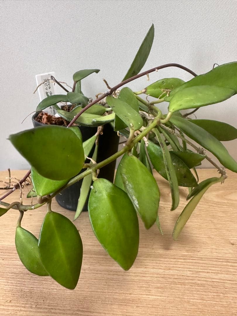 Hoya davidcummingii デビッドクミンギー — image 2
