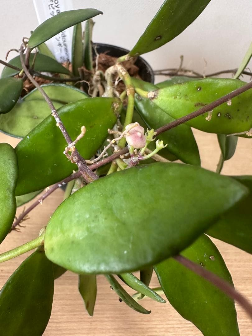 Hoya davidcummingii デビッドクミンギー — image 3